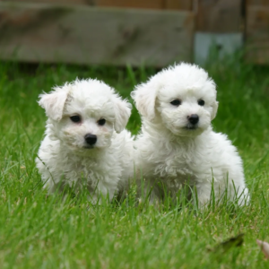 Cachorro Bichon Frise