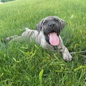 Cachorro Presa canario