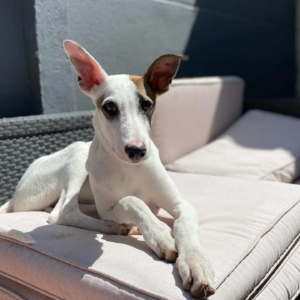 Cachorro Galgo espanol