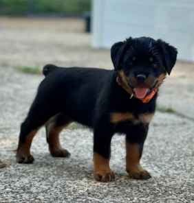 Cachorro Rottweiler
