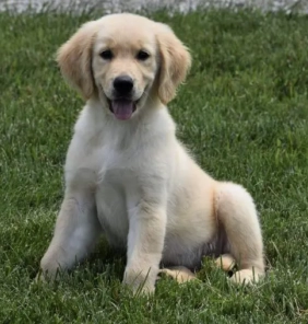 Cachorro Golden Retriever