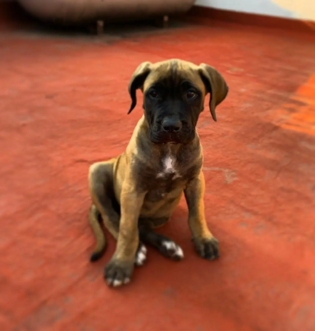 {{brizy_dc_image_alt entityId=