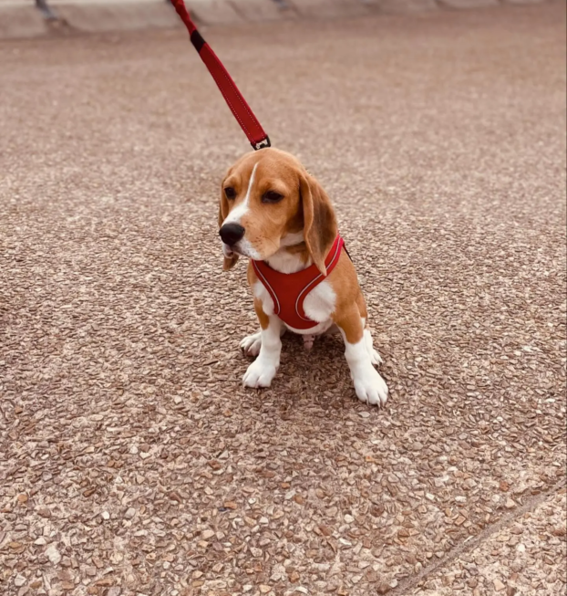 {{brizy_dc_image_alt entityId=