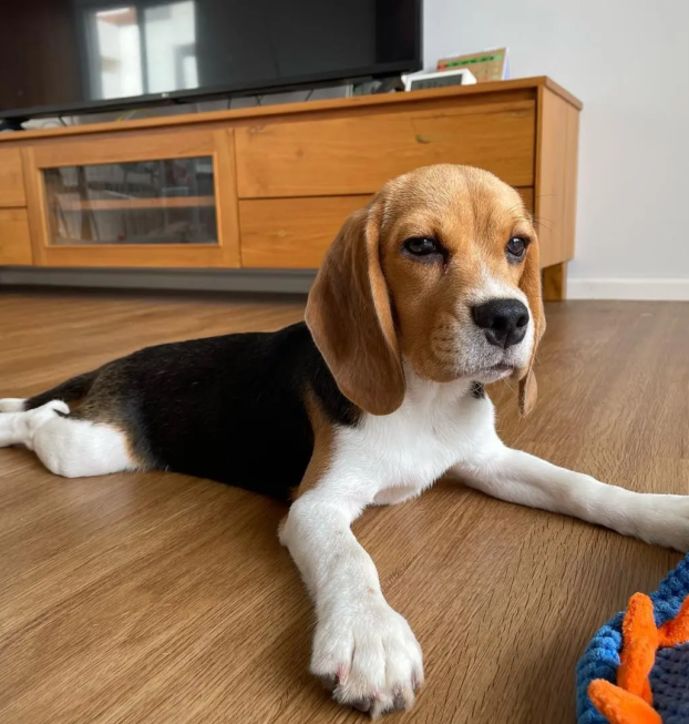 {{brizy_dc_image_alt entityId=