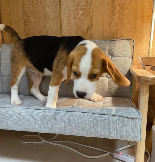 {{brizy_dc_image_alt entityId=