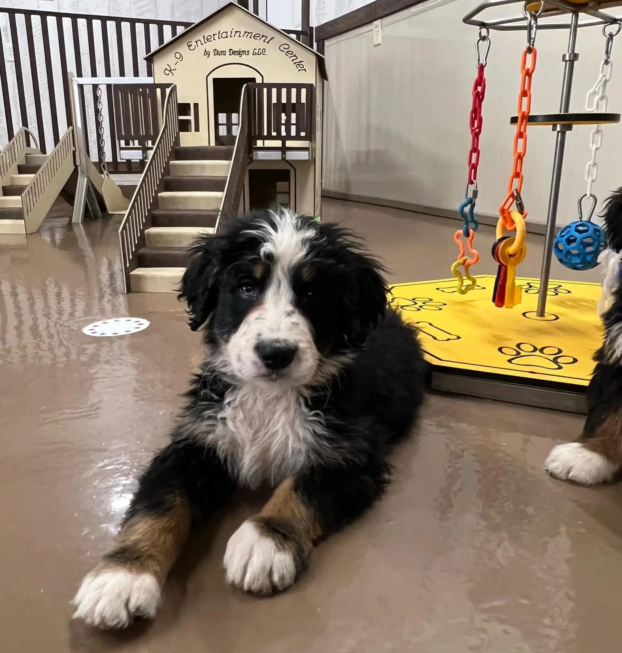 {{brizy_dc_image_alt entityId=