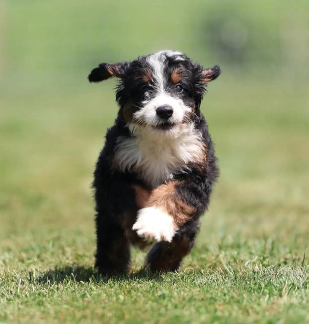 {{brizy_dc_image_alt entityId=