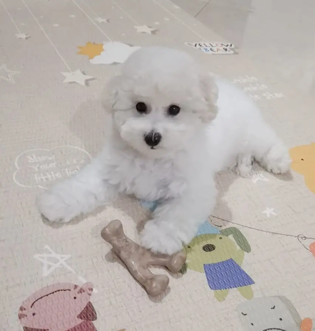 {{brizy_dc_image_alt entityId=