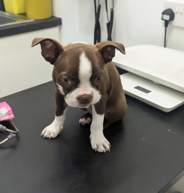 {{brizy_dc_image_alt entityId=