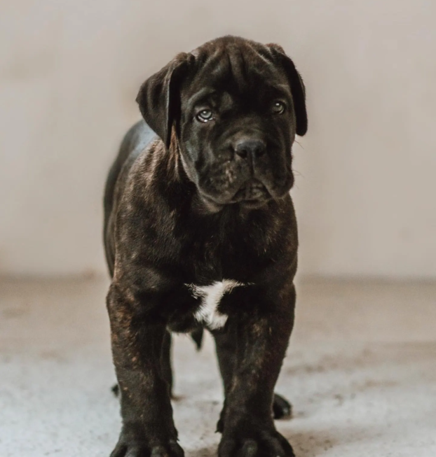 {{brizy_dc_image_alt entityId=