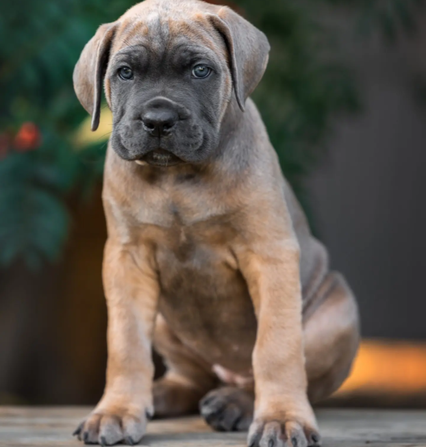 {{brizy_dc_image_alt entityId=