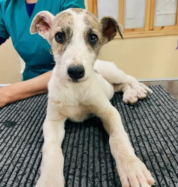 {{brizy_dc_image_alt entityId=