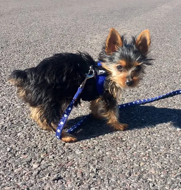 {{brizy_dc_image_alt entityId=