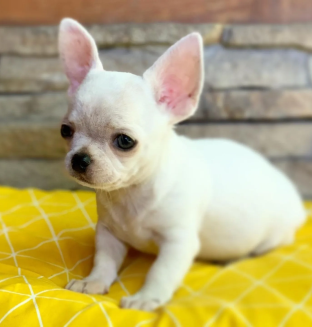 {{brizy_dc_image_alt entityId=