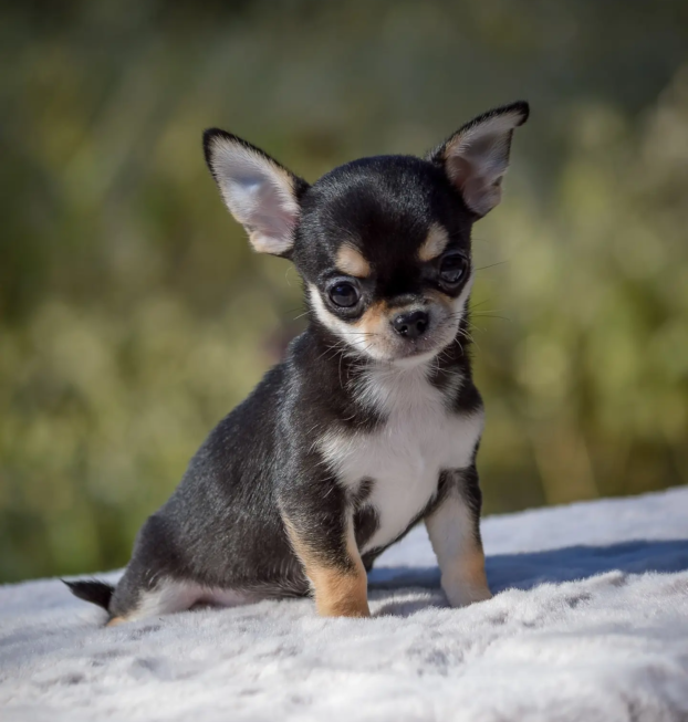 {{brizy_dc_image_alt entityId=