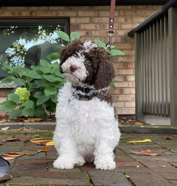 {{brizy_dc_image_alt entityId=