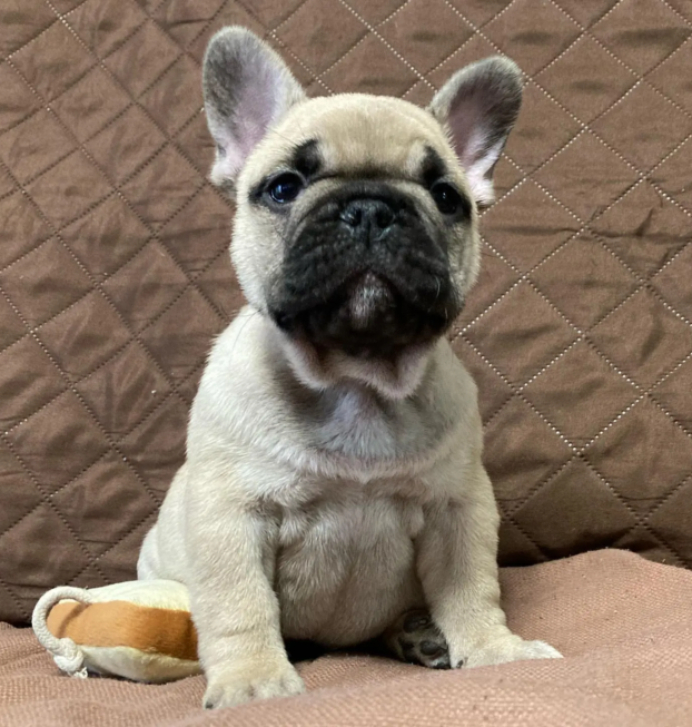 {{brizy_dc_image_alt entityId=