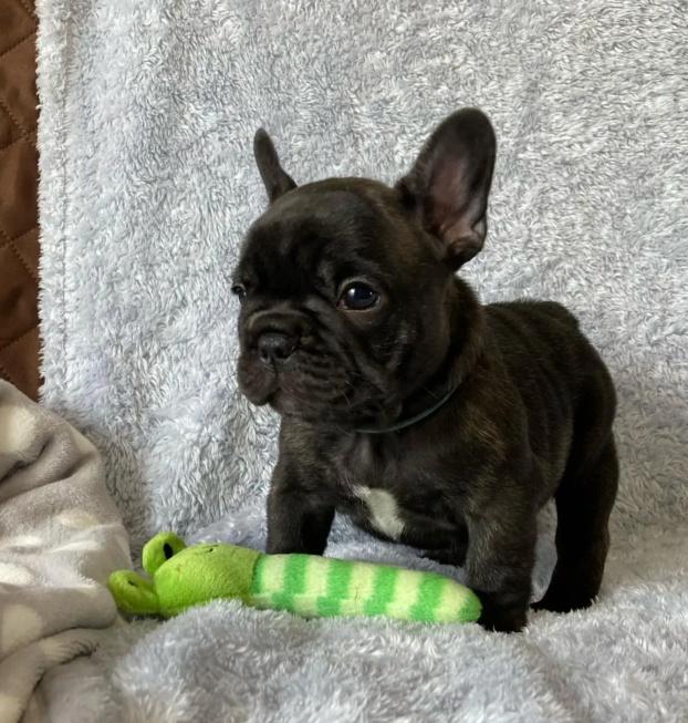 {{brizy_dc_image_alt entityId=