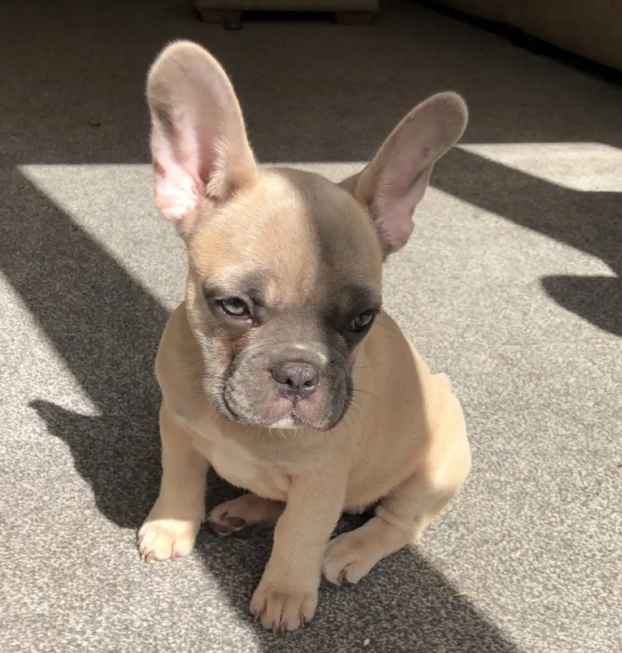 {{brizy_dc_image_alt entityId=