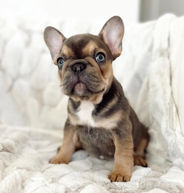 {{brizy_dc_image_alt entityId=