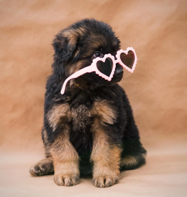 {{brizy_dc_image_alt entityId=