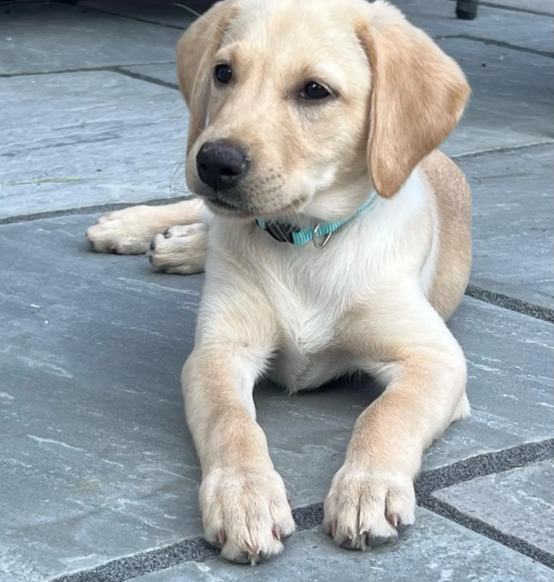 {{brizy_dc_image_alt entityId=