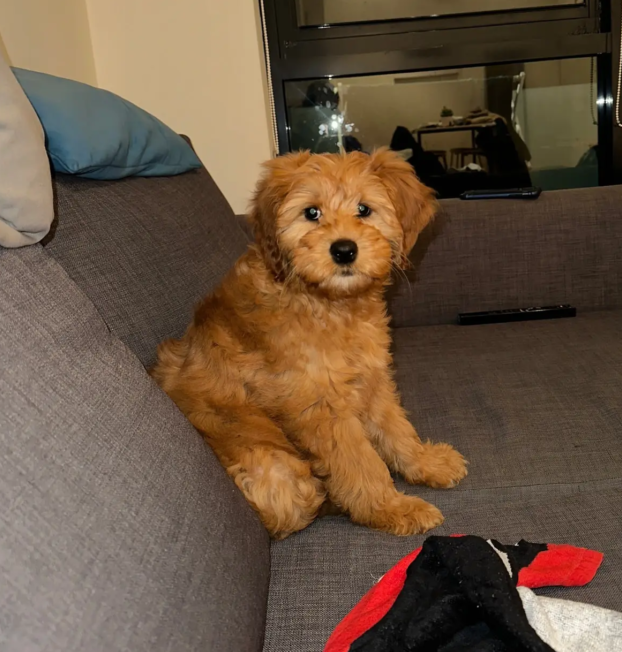 {{brizy_dc_image_alt entityId=