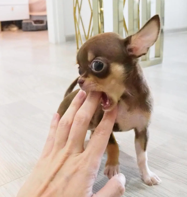 {{brizy_dc_image_alt entityId=