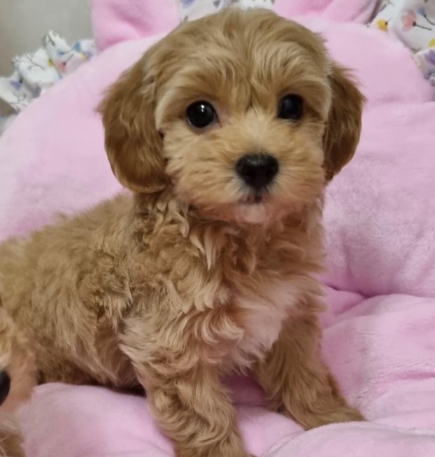 {{brizy_dc_image_alt entityId=