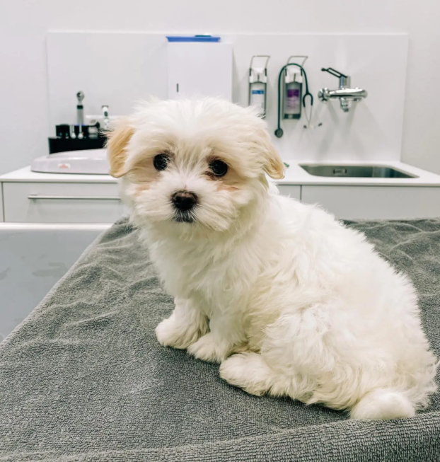 {{brizy_dc_image_alt entityId=