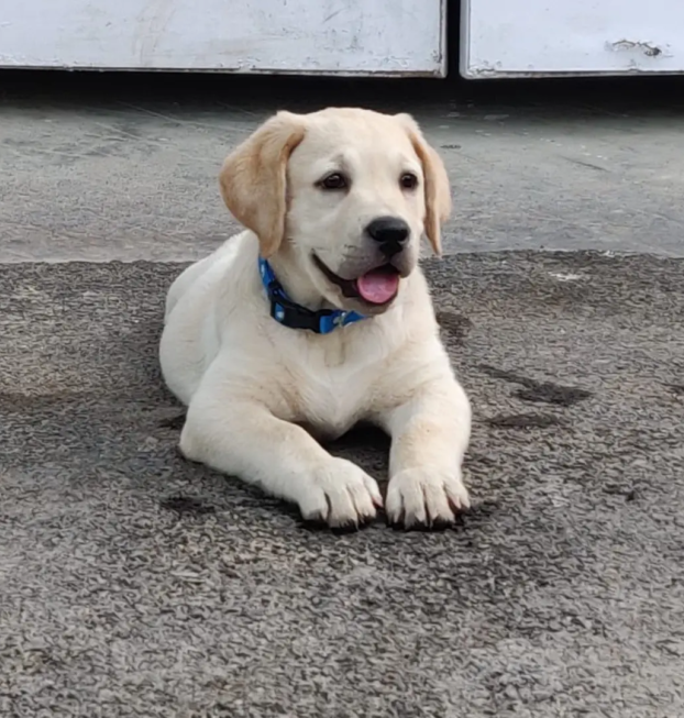 {{brizy_dc_image_alt entityId=