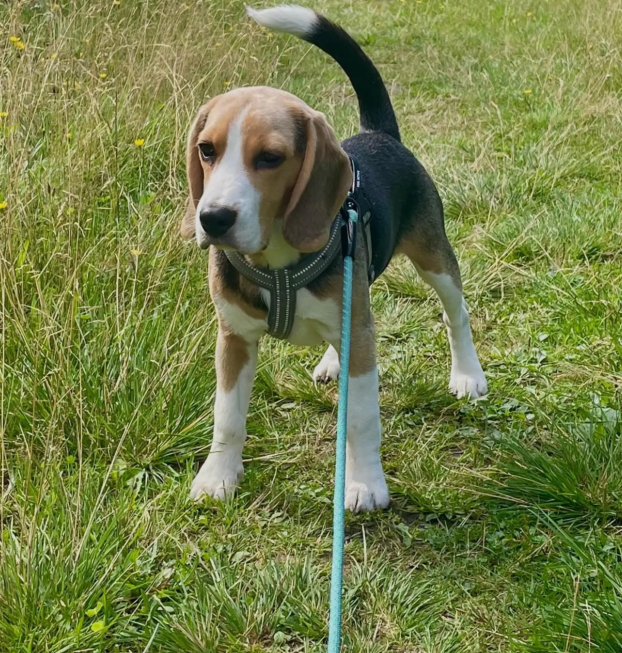 {{brizy_dc_image_alt entityId=