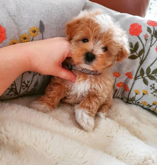 {{brizy_dc_image_alt entityId=