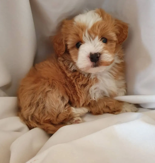 {{brizy_dc_image_alt entityId=