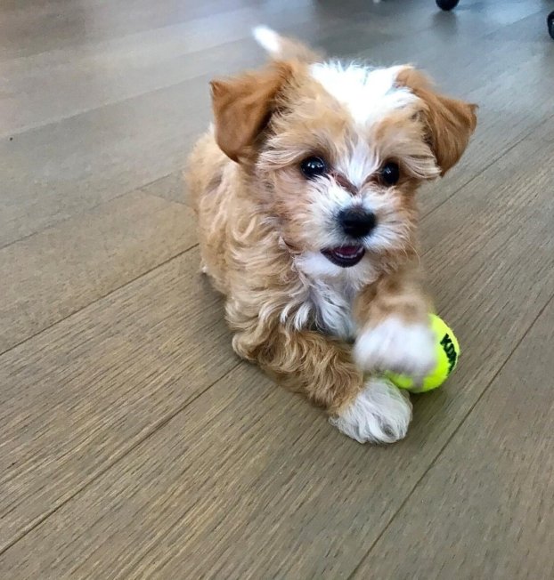 {{brizy_dc_image_alt entityId=