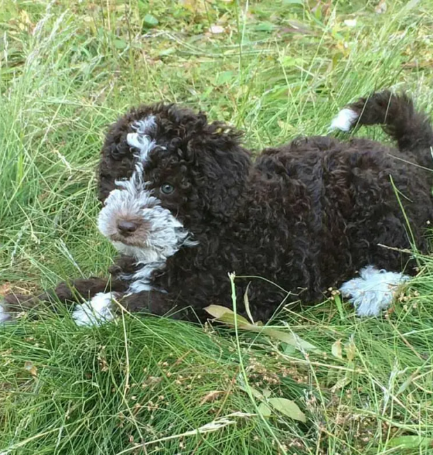 {{brizy_dc_image_alt entityId=