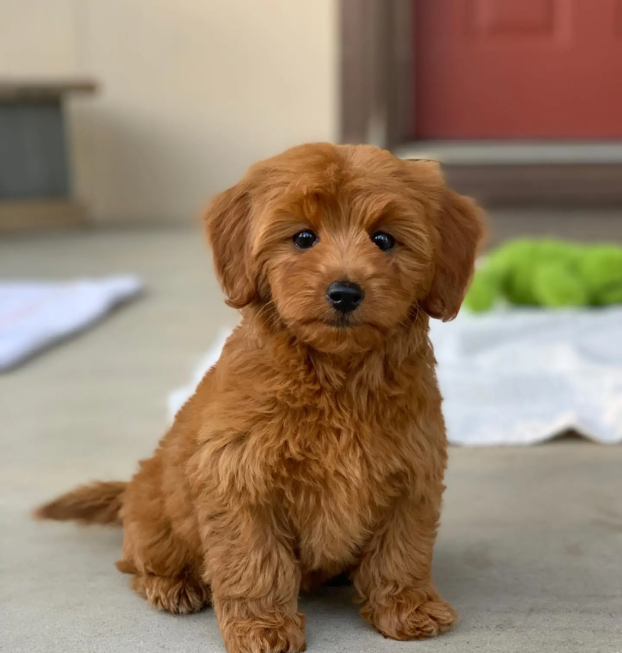 {{brizy_dc_image_alt entityId=