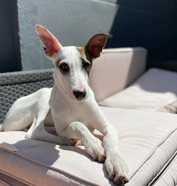 {{brizy_dc_image_alt entityId=