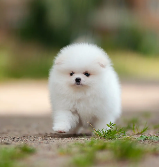 {{brizy_dc_image_alt entityId=