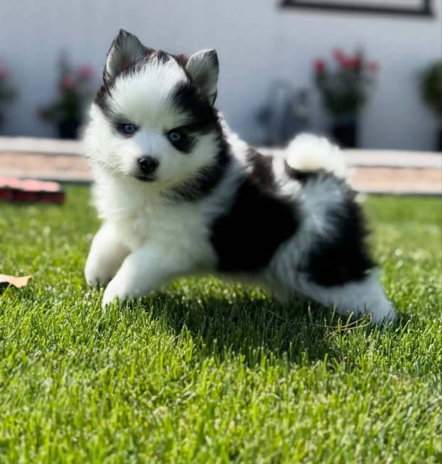 {{brizy_dc_image_alt entityId=