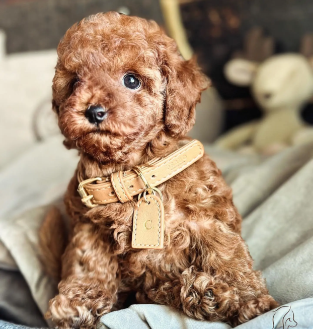 {{brizy_dc_image_alt entityId=