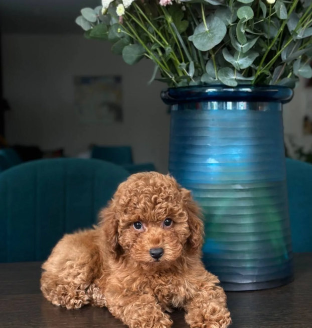 {{brizy_dc_image_alt entityId=