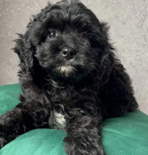 {{brizy_dc_image_alt entityId=