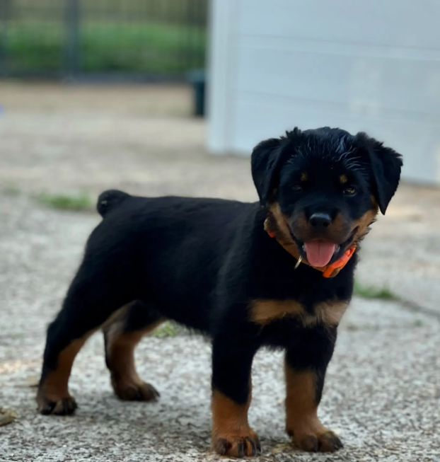 {{brizy_dc_image_alt entityId=