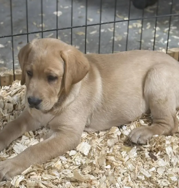 {{brizy_dc_image_alt entityId=