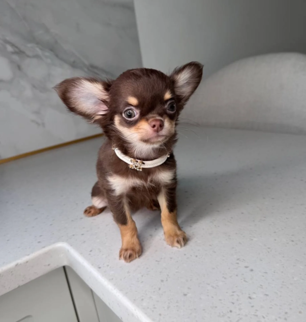 {{brizy_dc_image_alt entityId=