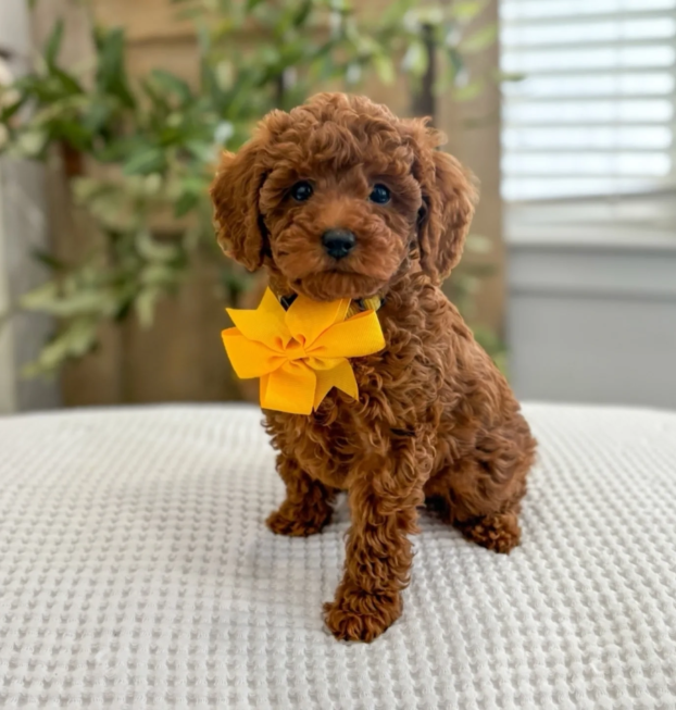 {{brizy_dc_image_alt entityId=