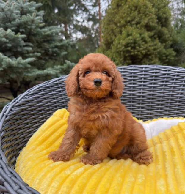 {{brizy_dc_image_alt entityId=