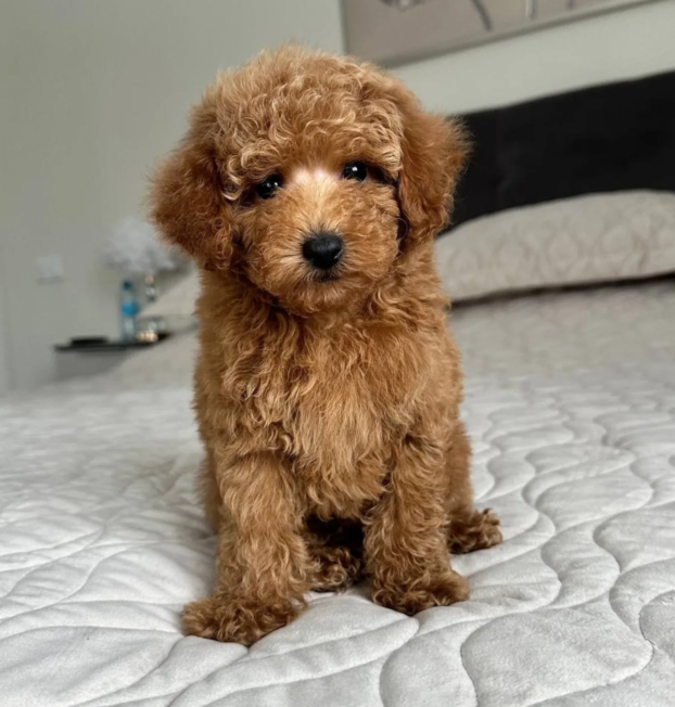 {{brizy_dc_image_alt entityId=